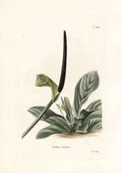 アンスリウム・バーズネストまたはアンスリウム・キャベツ（Pothos acaulis） - ジョージ・クックによる石版画、イギリスの雑誌『Conrad Loddiges Botanical Cabinet』（1738-1826）のために制作。