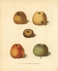 リンゴの品種、Malus domestica：フランクリン・ゴールデン・ピピン、ブランチャード・ピピン、ゴールデン・ピピン、ゴールデン・ノブ、ロバートソン・ピピン。ジョージ・ブルックショーが自身の「ポモナ・ブリタニカ」（ロンドン、ロングマン）から抜粋したイラストの手彩色スティプル・エングレーヴィング、