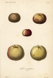 リンゴの品種、Malus pumila