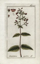 水生スクロフラ（Scrophularia aquatica）。オランダ、ヨハネス・ゾーン（1739-1799）作「Afbeelding der Artseny-Gewassen」のリトグラフ。
