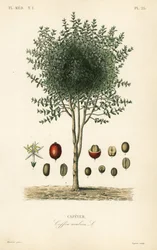 アラビアコーヒーの木、アラビカ種、カフェイヤー