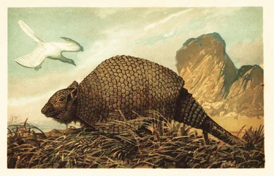 始祖鳥 lithographica と Panochthus tuberculatus.1908 (リトグラフ)