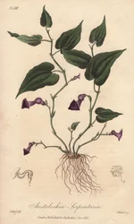 アリストローチェ（Aristolochia serpentaria） - ジョン・チャーチルがロンドンで出版したジョン・ステファンソンとジェームズ・モース・チャーチルの「医学植物学、ロンドン、エジンバラ、ダブリンの薬用植物の説明」の挿絵としてウィリアム・クラークが描いた強い水。