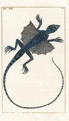 ゴットリープ・トビアス・ウィルヘルム（1758-1811）著「Encyclopedie of Natural History」より：両生類