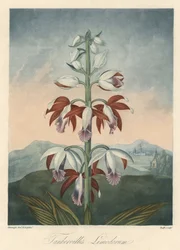 ロバート・ソーントン博士（1768-1837）著『The Temple of Flora』より抜粋。