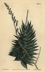 Astroloba spiralis (Pentagonal aloe, Aloe pentagona)