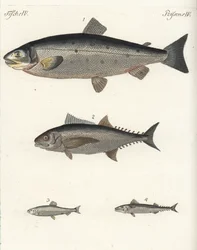 大西洋サケ（Salmo salar）1、マグロ（Thunnus species）2、大西洋ニシン（Clupea harengus）3、大西洋サバ（Scomber scombrus）4。フリードリヒ・ヨハン・ベルトゥヒの『子供のための絵本』（Bilderbuch fur Kinder）より、手彩色の銅版画。