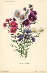 秋のアスター：Aster novae angliae var. Constance、Aster novae angliae var. Ruber、Aster novae angliae var. Bowman、Aster amygdalinus、Aster novi belgii Robert Parker。アリス・ロディガスのイラストをもとにピーテル・デ・パンネマカーがクロモリトグラフで制作。