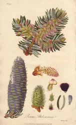 バルサムモミ (Abies balsamea) - ジョン・チャーチルが183年にロンドンで出版した、ジョン・ステファンソンとジェームズ・モース・チャーチルによる「医学植物学、ロンドン、エディンバラ、ダブリンの薬用植物の説明」の挿絵としてウィリアム・クラークが描いた強い水。