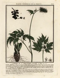 ベインベリー、Actaea spicata。