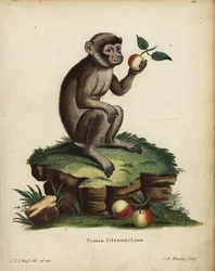 バーバリー類人猿。絶滅危惧種。Simia silvanus Linn.Johann Christian Daniel Schreber