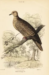 バーバリ鳩、Streptopelia risoria。 1889年（彫刻）