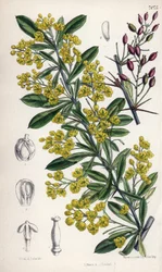 ヒマラヤ西部の黄色い花を咲かせるオオイヌノフグリ。マチルダ・スミス（1854-1926）のデッサン、ジョセフ・ダルトン・フッカー著「カーティス・ボタニカル・マガジン」のE.ベイツによるリトグラフ、英国ロンドンでL.リーブ・アンド・カンパニーが出版。