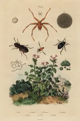 大きな目の甲虫、Notiophilus biguttatus、背中の甲虫、Nononecta種、ヌンムライトの化石、暗い目の甲虫、Nyctelia種、バットフライ、Nycteribia種