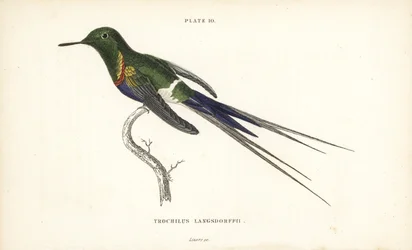 クロハラハチドリ（Discosura langsdorffi）。Sir William Jardine