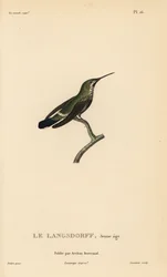 クロハラトゲオハチドリ、Discosura langsdorffi（Ornismya langsdorfii）。幼鳥。ルネ・プリムヴェール・ルソンの『ハチドリ属コリブリの博物誌』に収録されたジャン・ガブリエル・プレートルの挿絵をもとに、クータンが制作した手彩色鋼版画