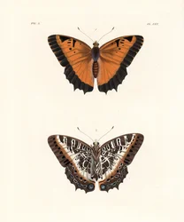 上1面、下2面。ジョン・O・ウェストウッドによるドルー・ドリーの新版 "Illustrations of Exotic Entomology "の手彩色リトグラフ。