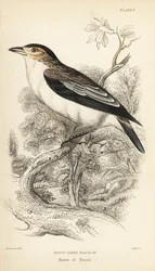 ブラッククラウン・ティティラ、ティティラ・インクイジター（Rufos-eared black-cap, Psaris erythrogenys）。Sir William Jardine