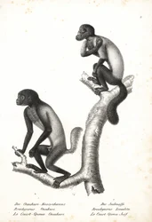 クロアゲウアカリ（Cacajao melanocephalus ouakary、Brachyurus ouakari）とヒゲイサキ（Chiropotes israelita、Brachyurus israelita）。カール・ヨーゼフ・ブロートマンによるリトグラフ（ハインリヒ・ルドルフ・シンツ著『図説動物博物誌』より）。