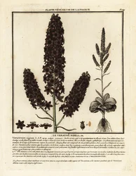 黒い偽のヘレボルス、Veratrum nigrum。