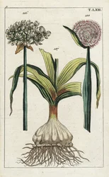 黒ニンニク（Allium nigrum）186とタマネギ（Allium cepa）球根187と花188。G. T. Wilhelmの "Unterhaltungen aus der Naturgeschichte"（自然史百科事典）に掲載された植物図版の手彩色銅版画。
