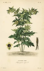 クロバナヒヨス、または悪臭のあるナス科植物、Hyoscyamus niger、Jusquiame noire