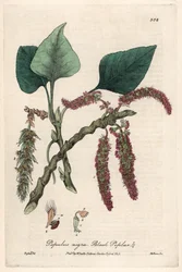 アイザック・ラッセル作、チャールズ・マシューズ彫刻、ウィリアム・バクスター(1788-1871)著 "English Botanical Phenomenes "より。