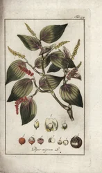 黒胡椒の皿（Piper nigrum）。オランダ、ヨハネス・ゾーン（1739-1799）作「Afbeelding der Artseny-Gewassen」のリトグラフ。
