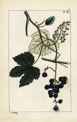 つる、Vinis vitifera の青いブドウ。