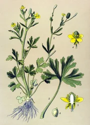 植物ボード。 静脈性（有毒）：キンポウゲまたはセロリの葉のキンポウゲ（ラナンキュラス・セレラトゥス）