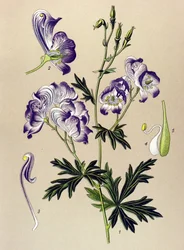 植物ボード。 有毒植物および薬用植物: Aconitum variegatum