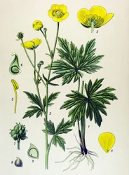 植物ボード。 有毒植物および薬用植物: キンポウゲ (Ranunculus acris)