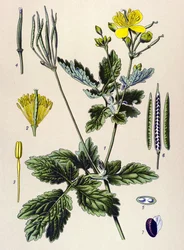植物ボード。 有毒植物および薬用植物: Chelidoine または large chelidoine (Chelidonium majus)
