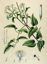 植物ボード。 有毒植物および薬用植物: 生け垣クレマチス (Clematisvitalba)