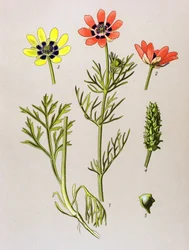 植物ボード。 有毒植物および薬用植物: 夏アドニス (Adonis aestivalis)