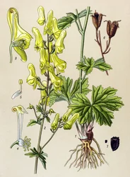 植物ボード。 有毒植物および薬用植物: オオカミ殺しまたはオオカミ殺し (Aconitum lycoctonum)