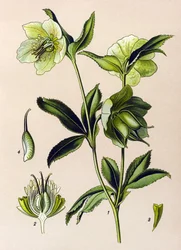 植物ボード。 有毒植物および薬用植物: 緑のヘレボルス (Helleborus viridis)