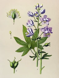 植物ボード。 蔓性植物（有毒）： Dolphinella staphysegar（Delphinium staphysagria）