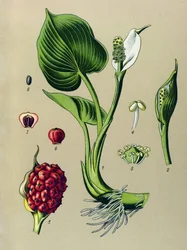 植物ボード。 有毒植物: マーシュカラ (Calla palustris)