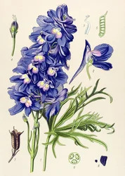 植物ボード。 有毒植物: イルカまたはヒバリ足 (Delphinium grandiflorum)