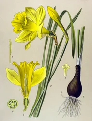 ボタニカルボードベネナスプラント（有毒）：黄色の水仙（Narcissus pseudonarcissus）