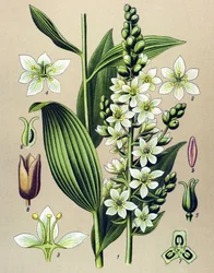 植物ボード。 Venesous (有毒) および薬用植物: white veratre (Veratrum アルバム)