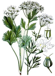 植物図版、薬用植物：アニス、1870年頃のクロモリトグラフィ。