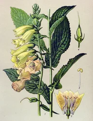 植物ボード、植物: 大輪のデジタル (Digitalis grandiflora)