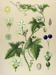 植物ボード、植物: Bryone (Bryonia alba)
