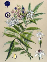 植物ボード、植物: ヒーブル エルダーベリー (Sambucus ebulus)
