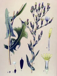 植物ボード、植物: スカラレタス、またはワイルド レタス (Lactuca scariola、Lactuca seriola)