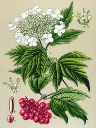 植物ボード、植物: ガマズミ属の木 (Viburnum opulus)