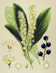 植物ボード、植物: チェリーベイ (Prunus Laurocerasus)