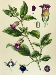 植物図版、ベラドンナの植物（Atropa belladonna）